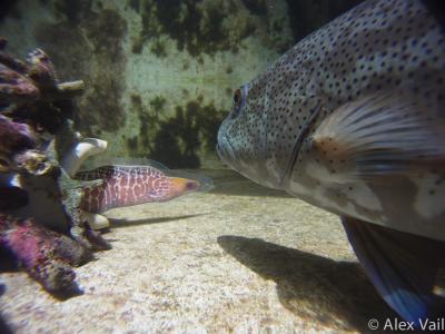 Coral Trout Are Choosey about Moray Collaborators (Image)