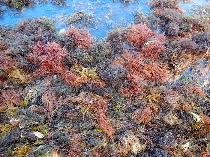 Red drift macroalgae