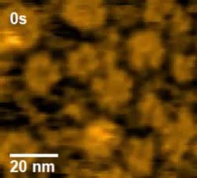 High-Speed Atomic Force Microscopy Movie of the Interaction of Antibody and Complement