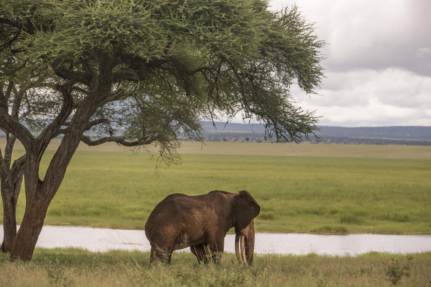 Elephant with Big Tusks in Tanzania