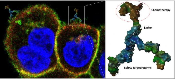 Cancer Targeting Agent