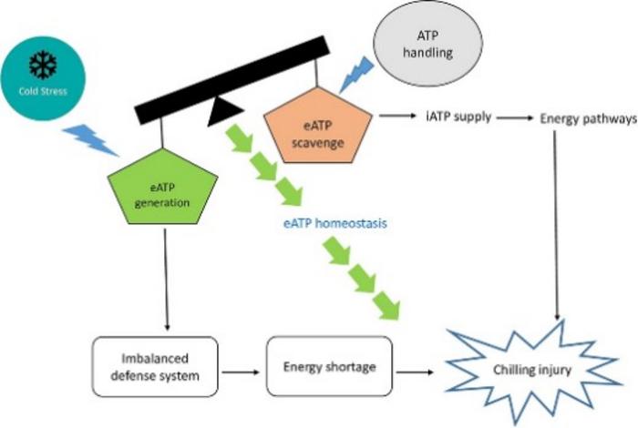 Role of ATP homeostasis in mitigating chilling injury of postharvest commodities.