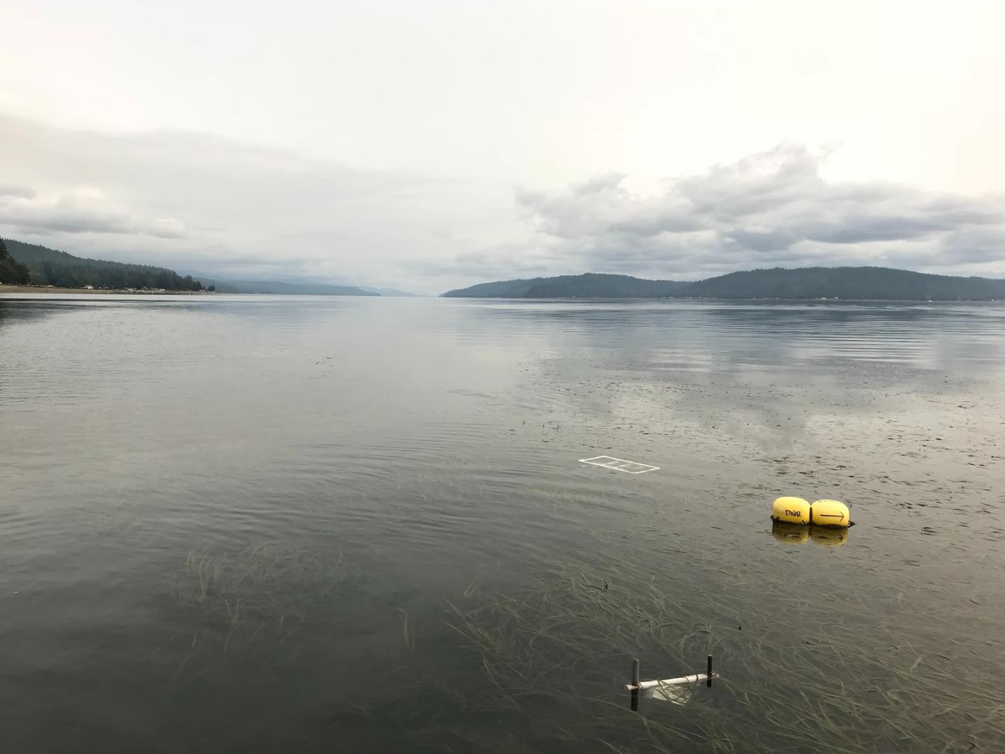 Puget Sound study site