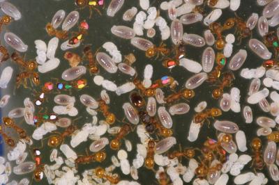 <i>Temnothorax albipennis</i> Ant Colony inside a Nest