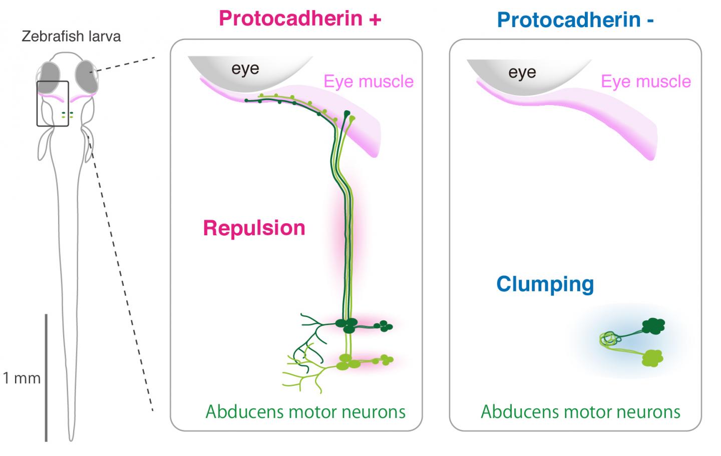 A Role of Protocadherin