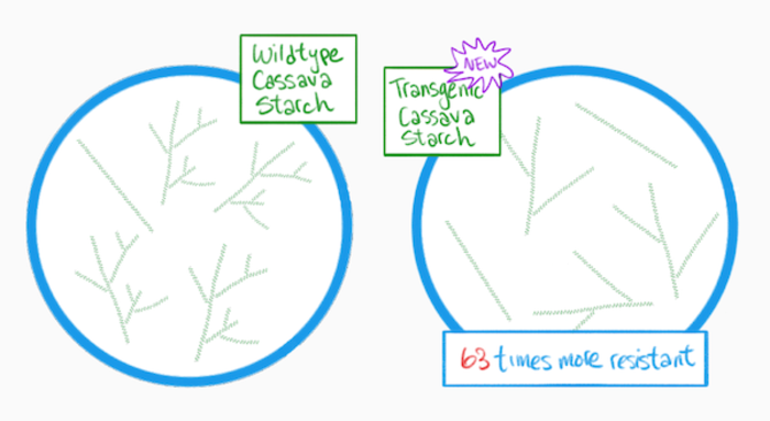 Composition of the new transgenic tapioca starch