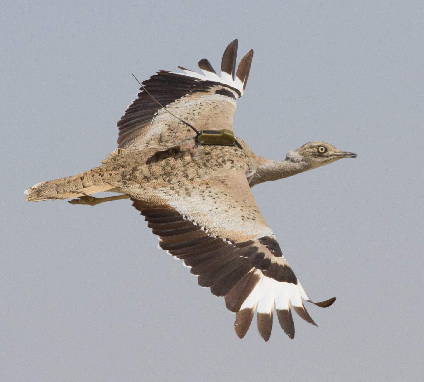 Asian houbara fitted with a satellite transmitter.