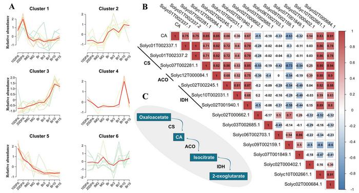 Gene clustering and correlation analyses of the fruit development and ripening.