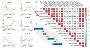 Gene clustering and correlation analyses of the fruit development and ripening.