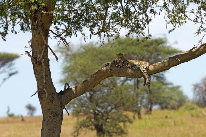 Leopard in a Tree