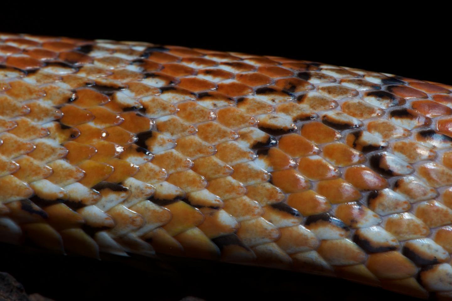 Reptile Scales 