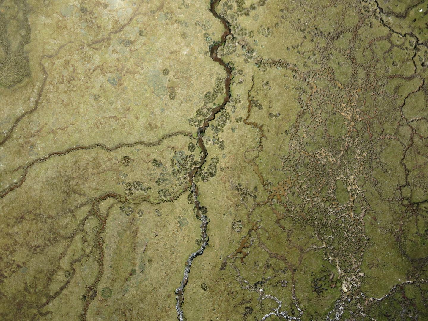 Cordillera Blanca Wetland