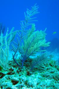 Horn corals of the species Antillogorgia elisabethae produce antibiotic natural substances.