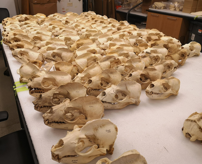 Sea lion skulls