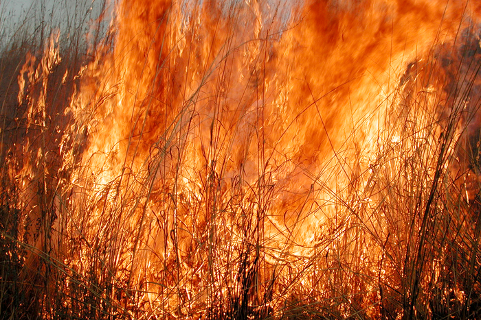 Burning grassland