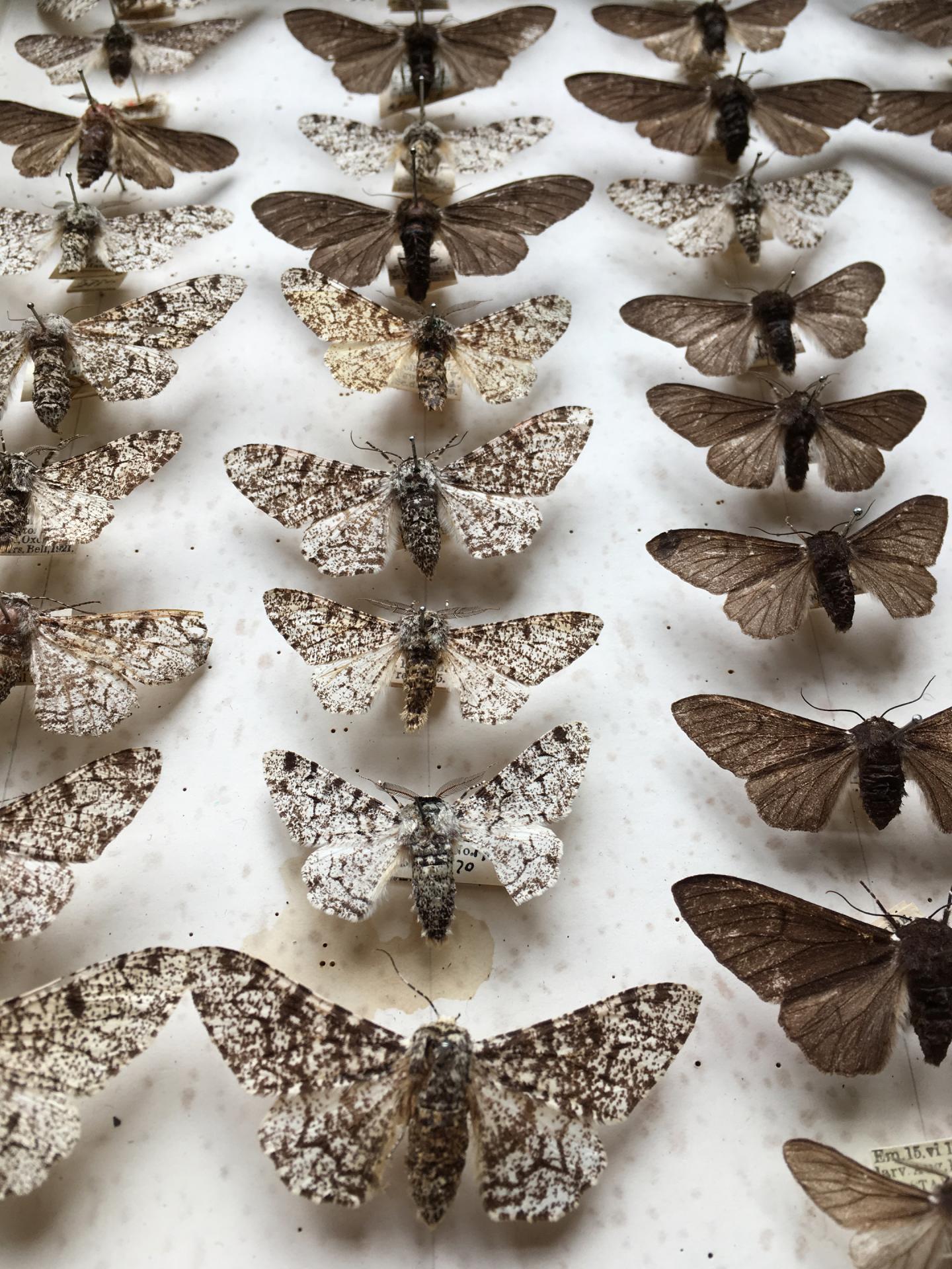 Peppered Moth Specimens