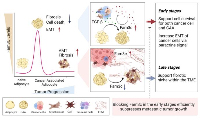 Graphical abstract, showing high FAM3C expression predicts poor prognosis in patients with breast cancer.