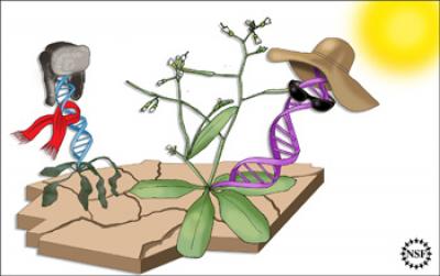 Relatively Few Genes Control Whether These Plants Struggle or Thrive in Heat and other Climates