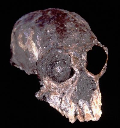 Chilecebus Skull