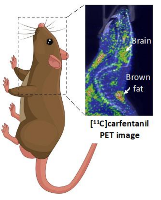 Mu-opioid receptors in rat brown fat and brain