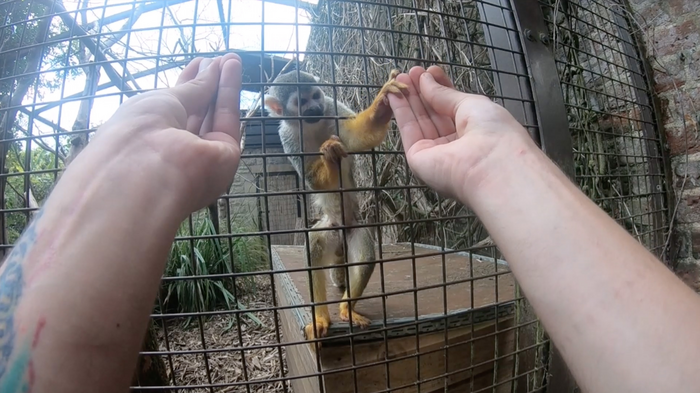 A Humboldt's squirrel monkey is fooled by a French Drop