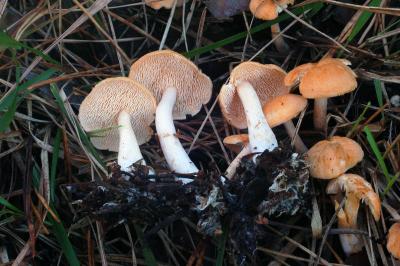 2 New Species of Mushroom on Iberian Peninsula Described (1 of 2)