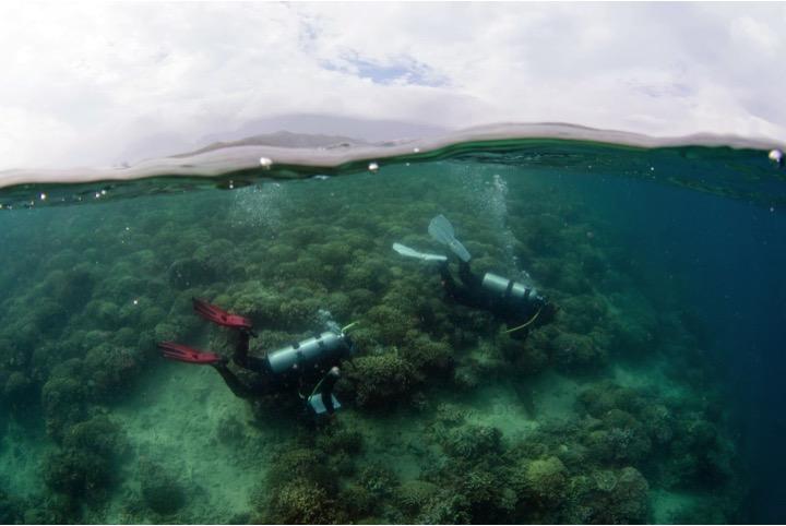 Divers Surveying Coral Health