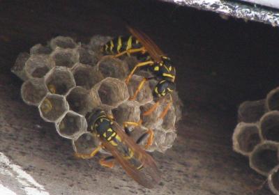 Paper Wasps