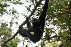 Adult male Sykwalker gibbons hangs from tree branch