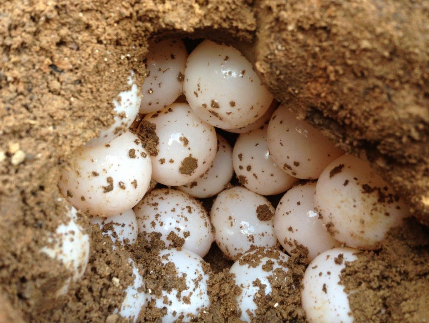 Eggs