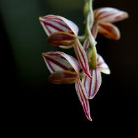 <i>Pleurothallis</i> Orchid