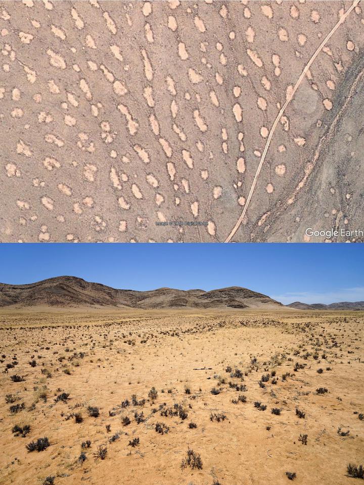 Researchers get to the bottom of fairy circles