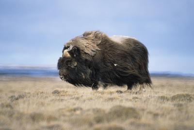 Musk Ox Population Decline Due to Climate, Not Humans, Study Finds