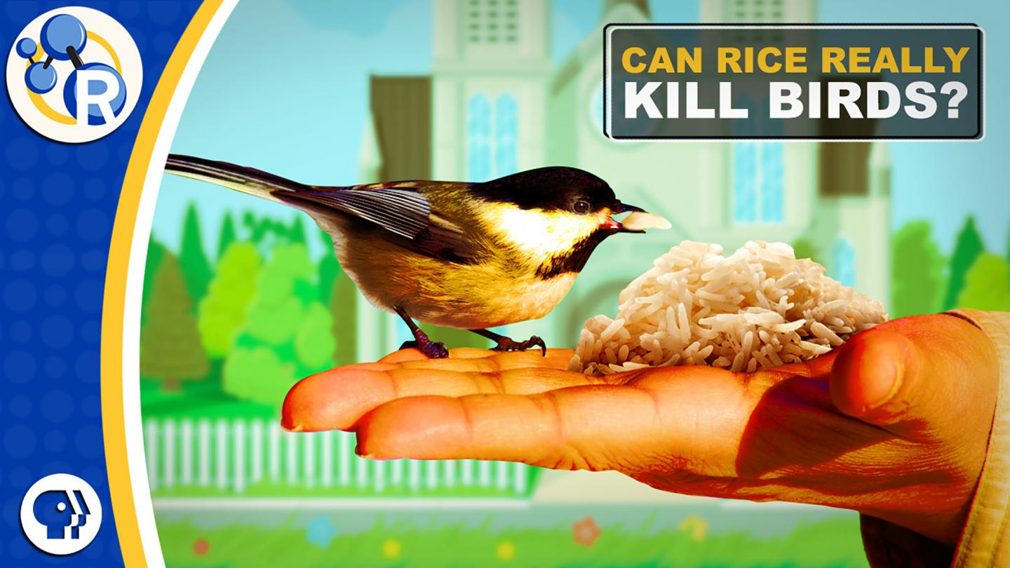 Is throwing rice at weddings bad for birds? ( EurekAlert!
