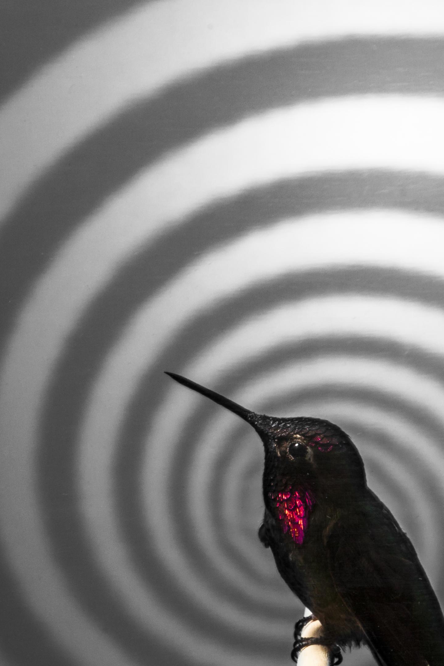 An Anna's Hummingbird Perched in the Flight Arena.
