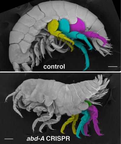 Using CRISPR to Replace Jumping Legs with Walking Legs