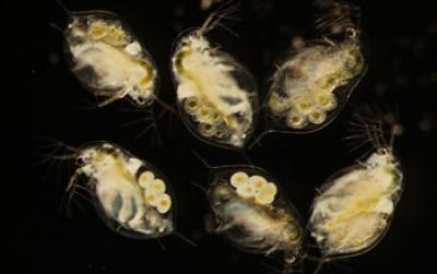 6 <I>Daphnia dentifera</I> Individuals