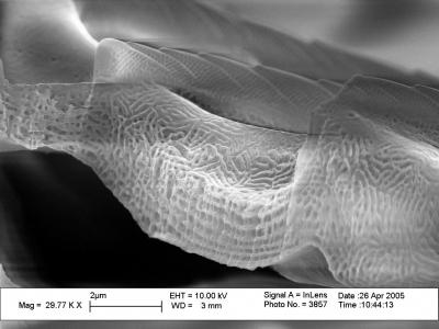 Cuticle Structure of <i>Papilio</i> Butterfly Wing