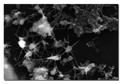 Particles in Mexico City Smog