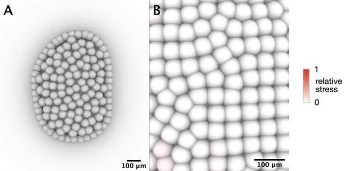 The Rhythm of Kidney Development