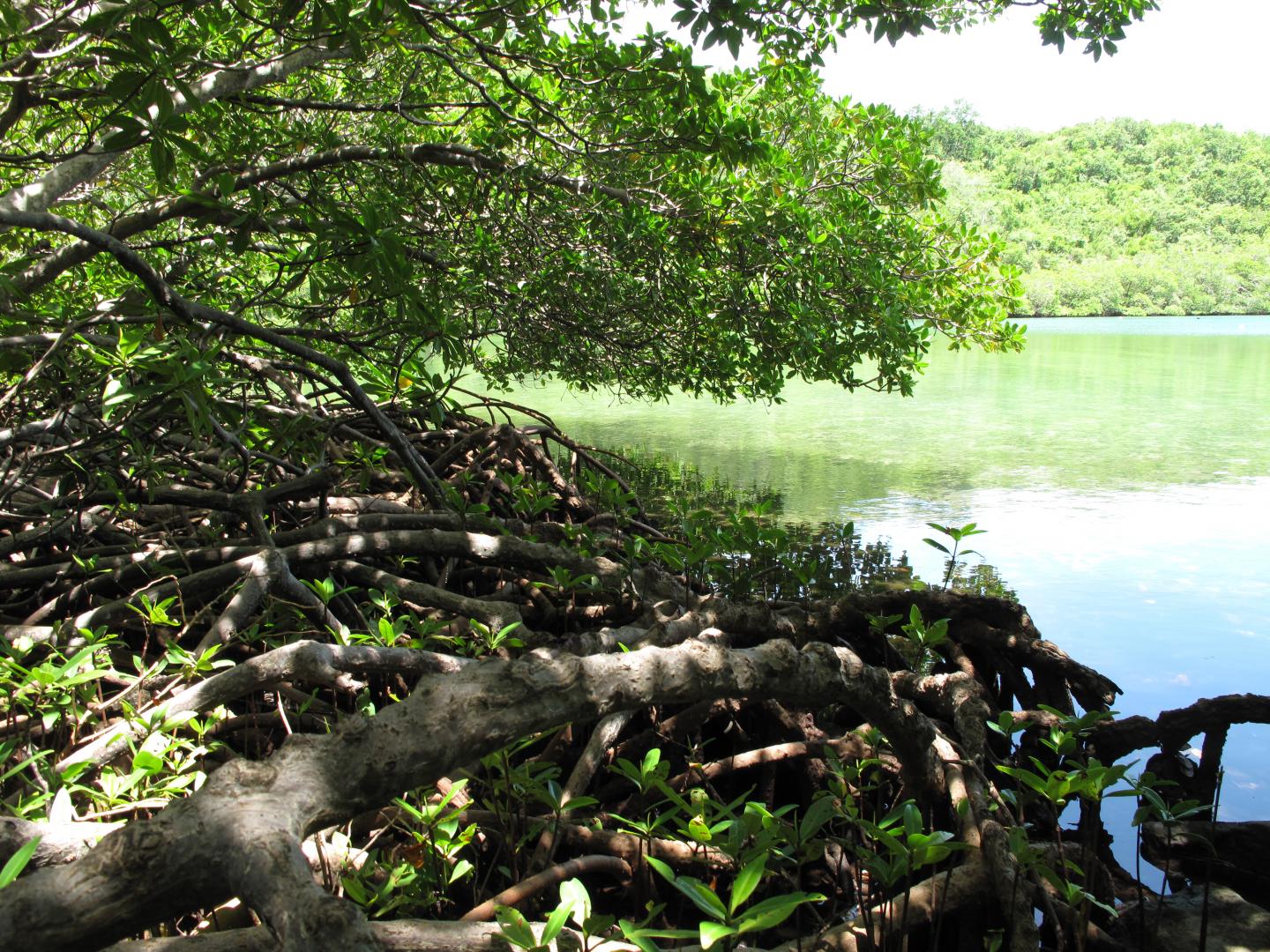 Mangroves