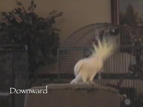 A Compilation of the 14 Cockatoo Dance Moves