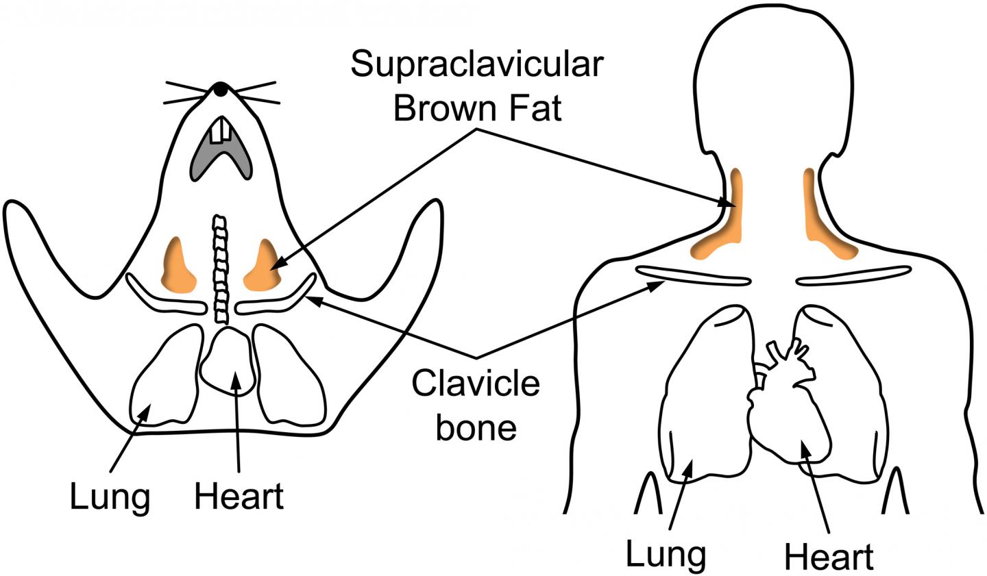 Supraclavicular Brown Fat in Mice and Humans