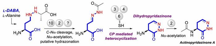 Actinopyradizone biosynthesis pathway