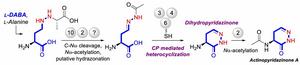 Actinopyradizone biosynthesis pathway