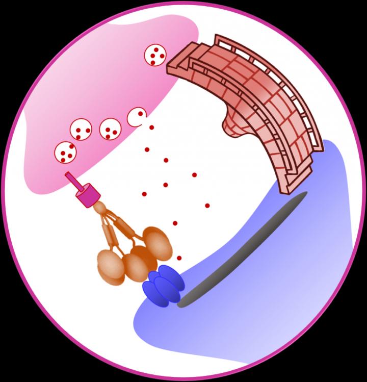 A Molecular Connector