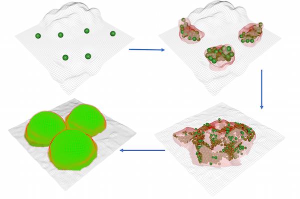 Bacteria Grow Biofilms like Settlers Form Cities