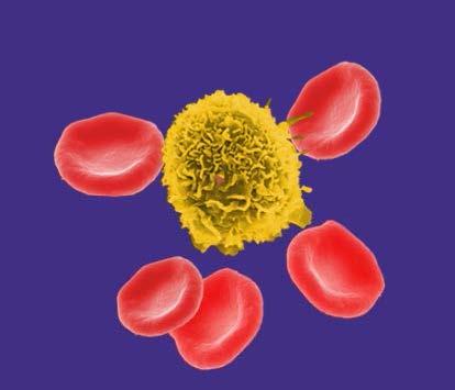 Findings Establish Fetal Immunity Develops as early as Second Trimester of Pregnancy