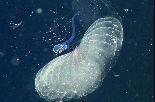 Giant Larvacean with Microplastic Beads
