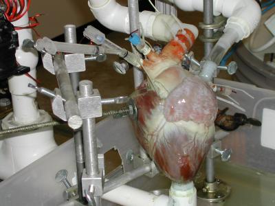 Pumping Fluid Through the Heart